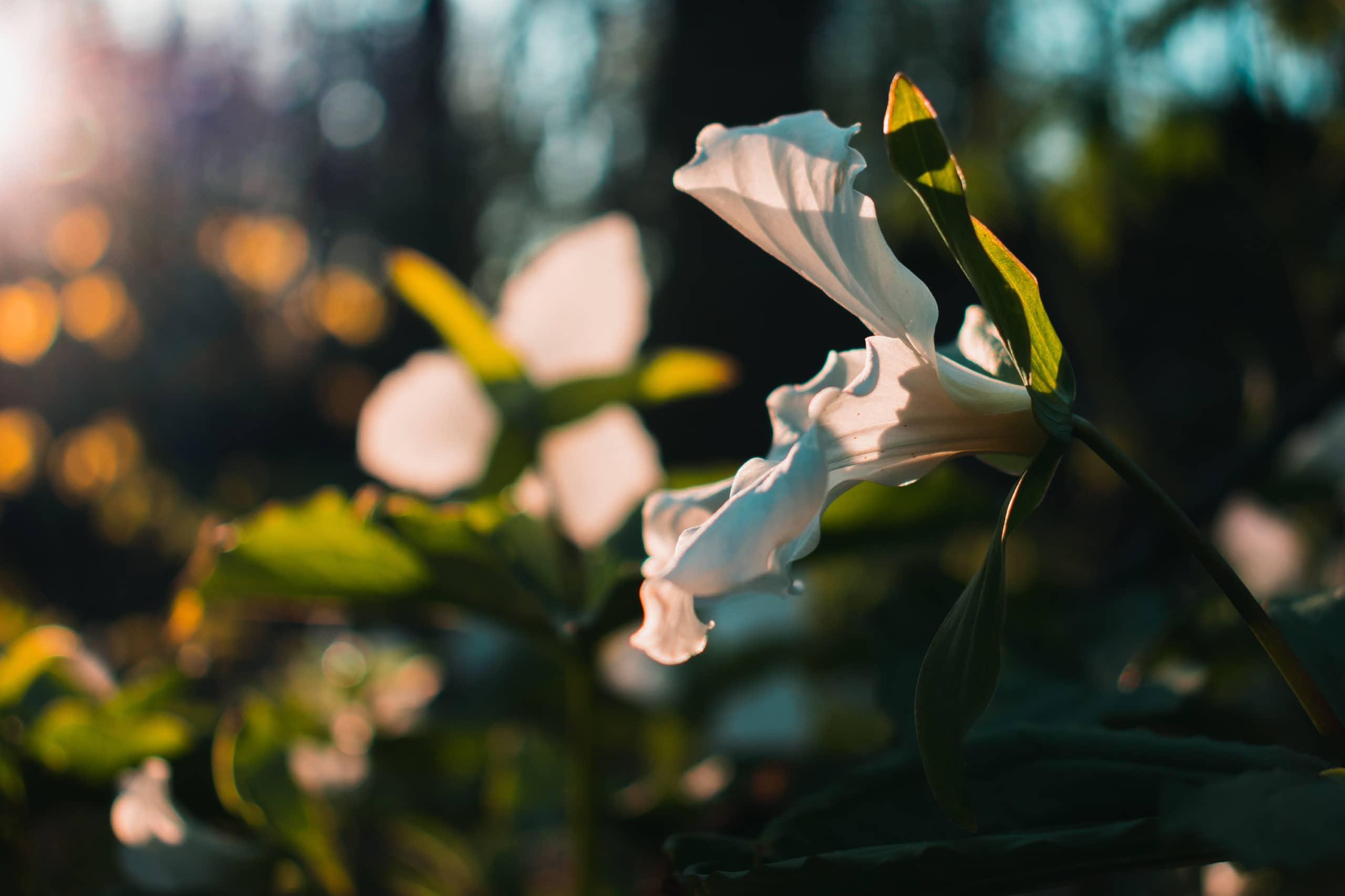 White flower with the glistening in the sunlight