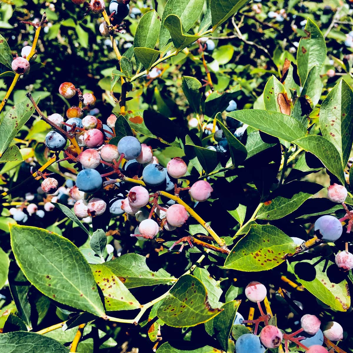 wild blueberries in a bush