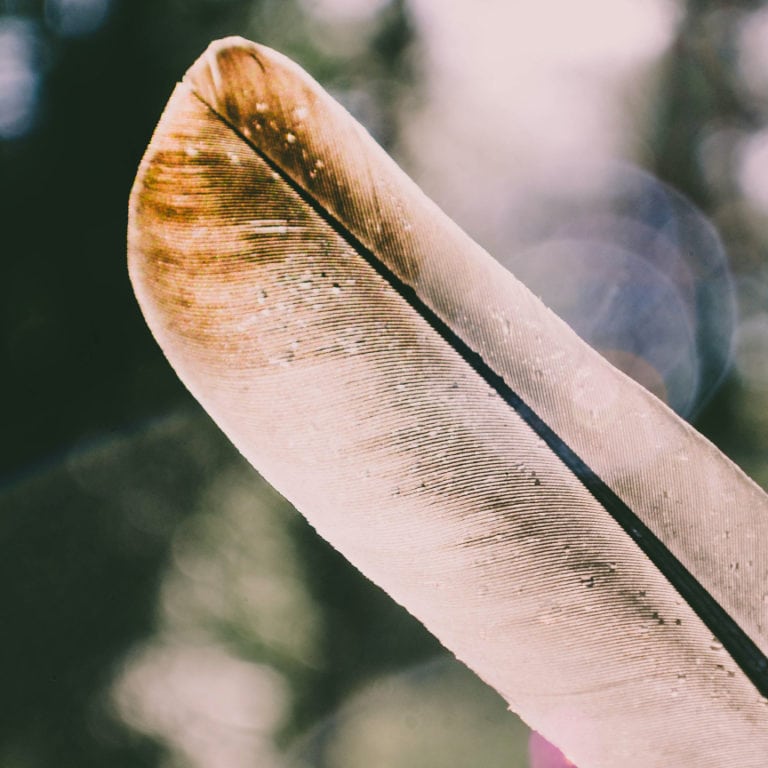 Feather with light brown tip