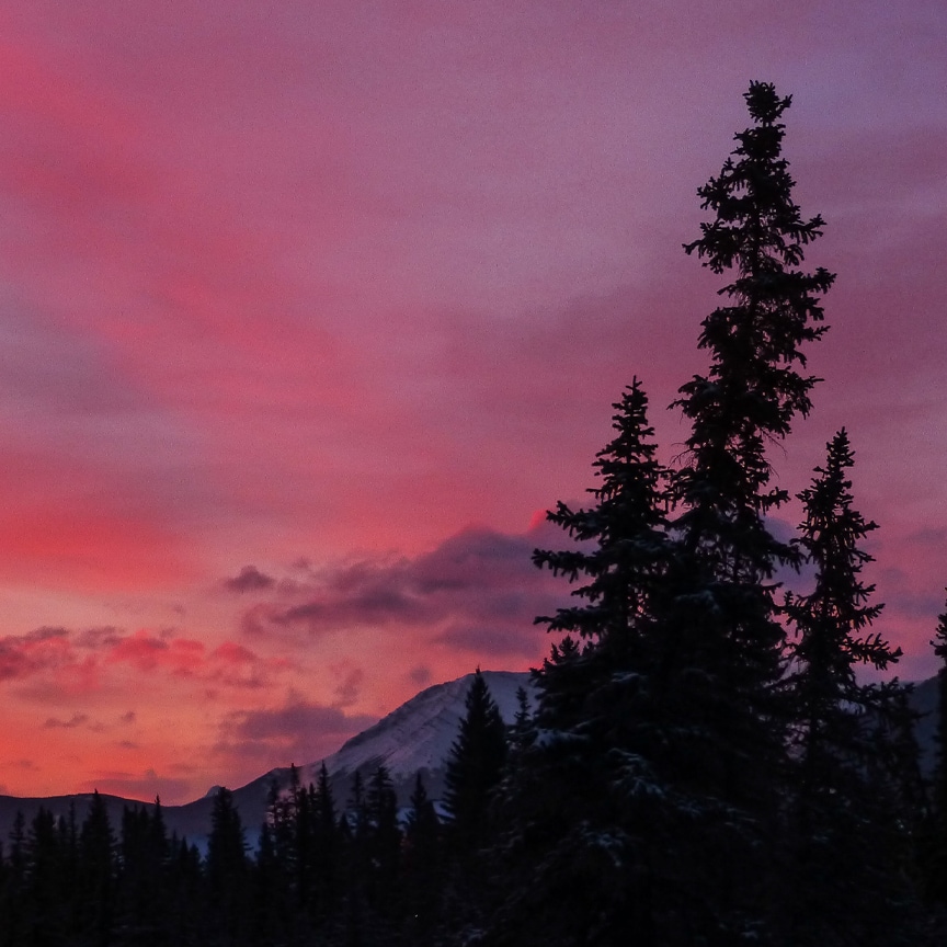 Pink sky at sunset with the silhouette of a pine tree in the foreground