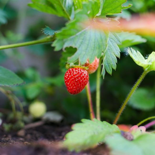 Wild Strawberry growing in bush